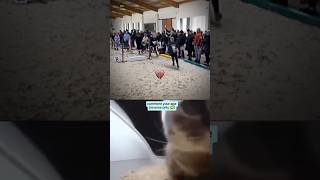  ......ricals  'recent videos' 