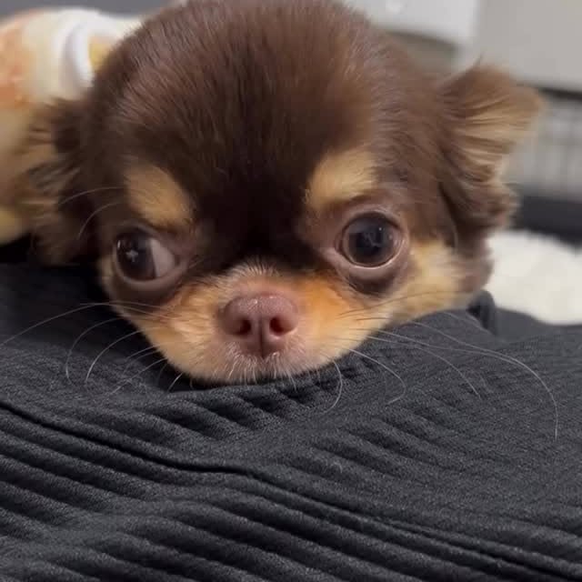  .......uapuppy   'recent posts' 
