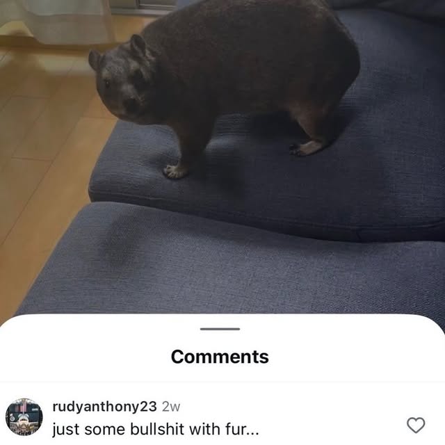  ....memes   'recent posts' 