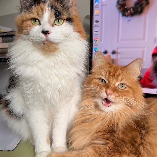  .........tofficial   'recent posts' 