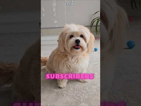  ..ni  'recent videos' 