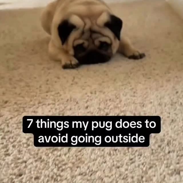  .....of.pug   'recent posts' 