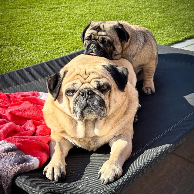  .......elazypug   'recent posts' 