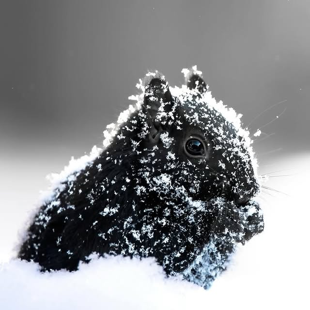  ......sfervor   'recent posts' 