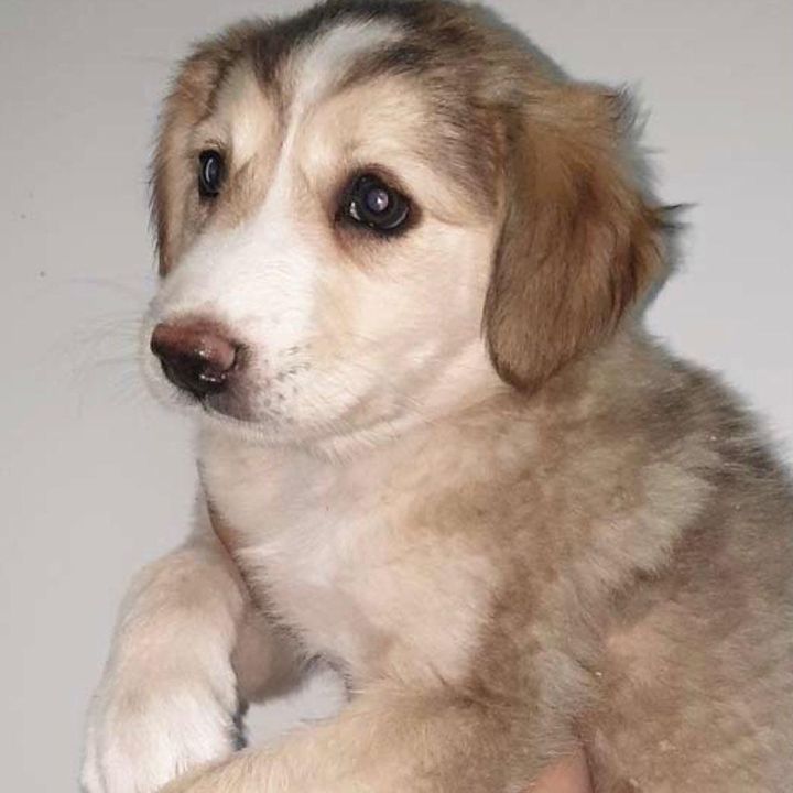 Hire ......rthusky influencer with 19.7k