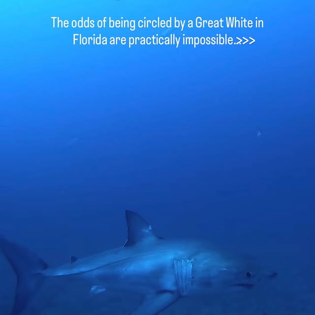  .....lorida   'recent posts' 