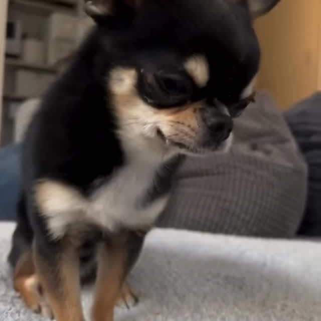  .......uapuppy   'recent posts' 