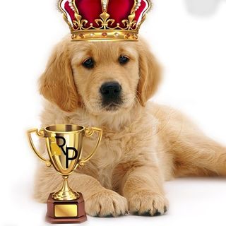 Buy instagram shoutouts from Dogs influencer with 1.1m followers