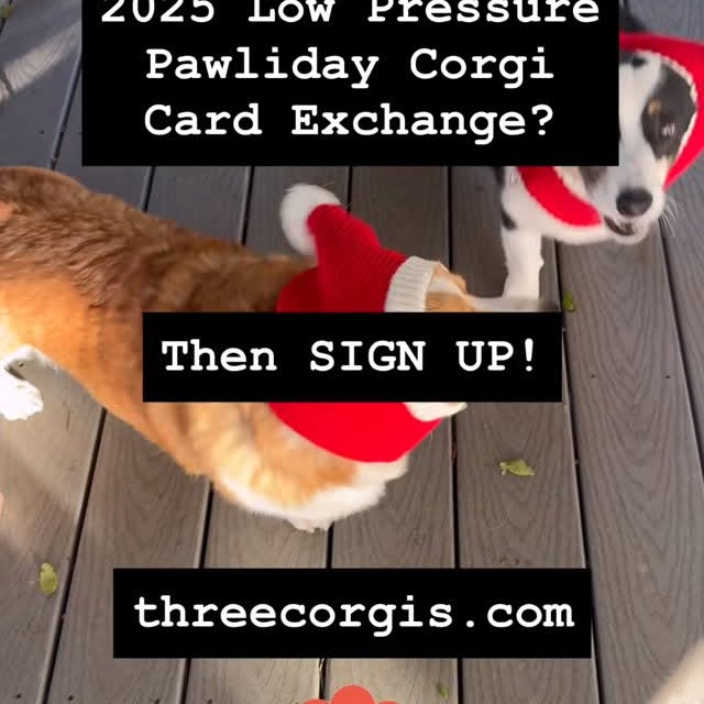  .....corgis   'recent posts' 