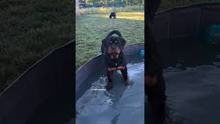  .......ler Life  'recent videos' 