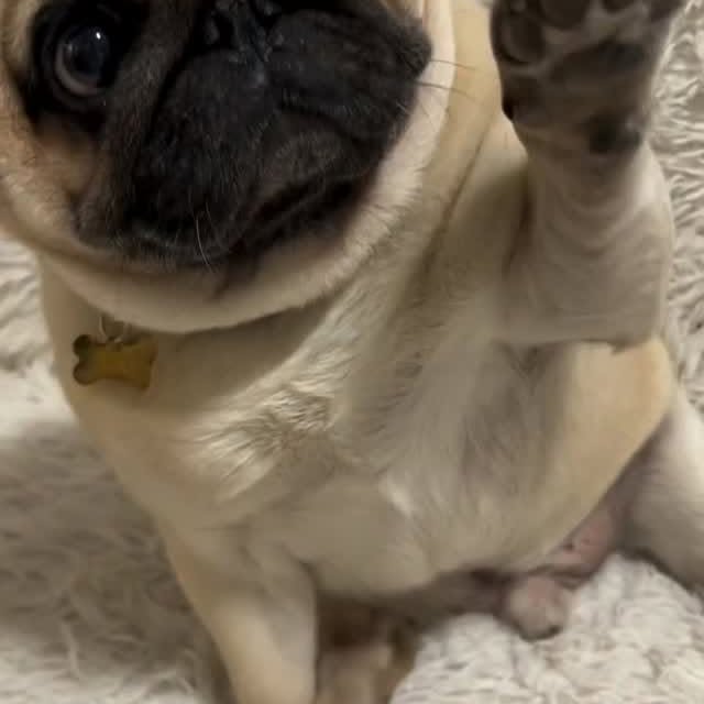  .....of.pug   'recent posts' 