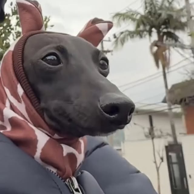  .....eiggy   'recent posts' 