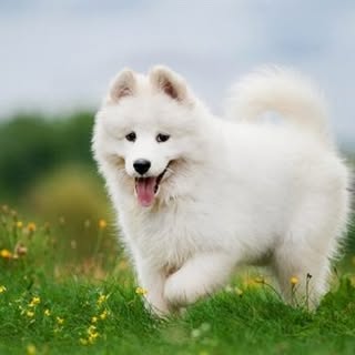 Hire .........oreverlove influencer with 27.4k