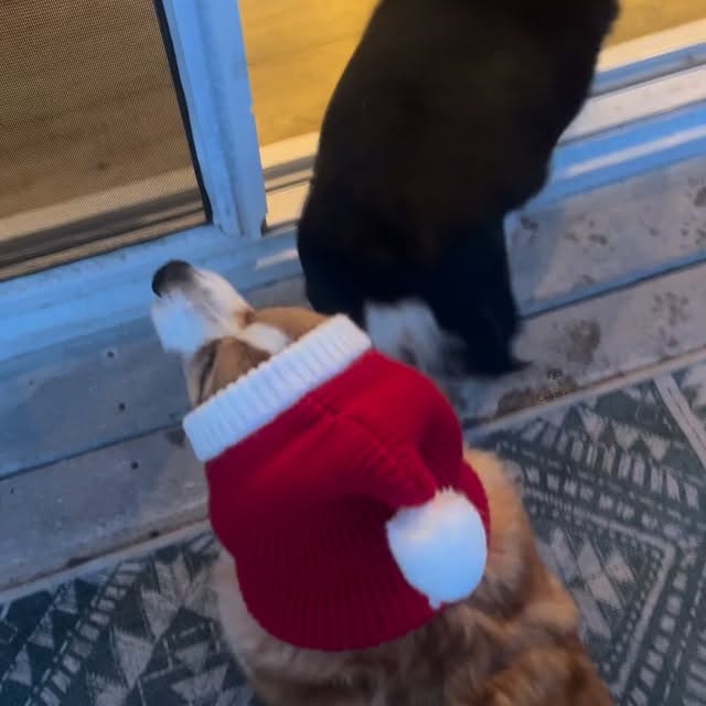  .....corgis   'recent posts' 