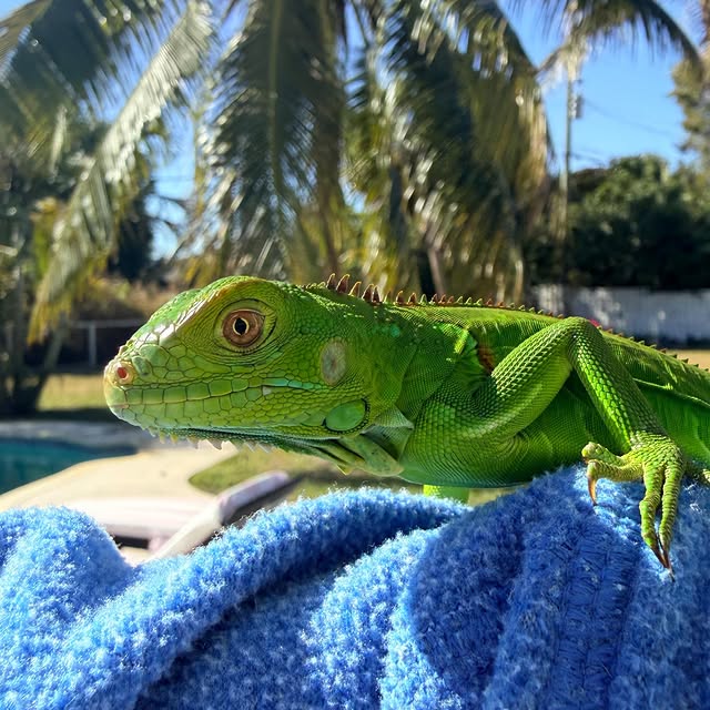  .......beadles   'recent posts' 