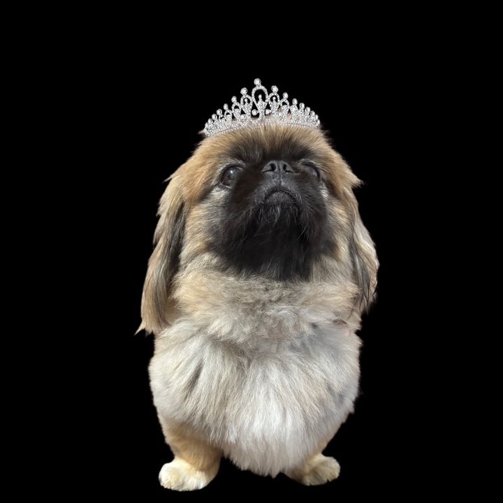 Hire ...._elle influencer with 41.2k