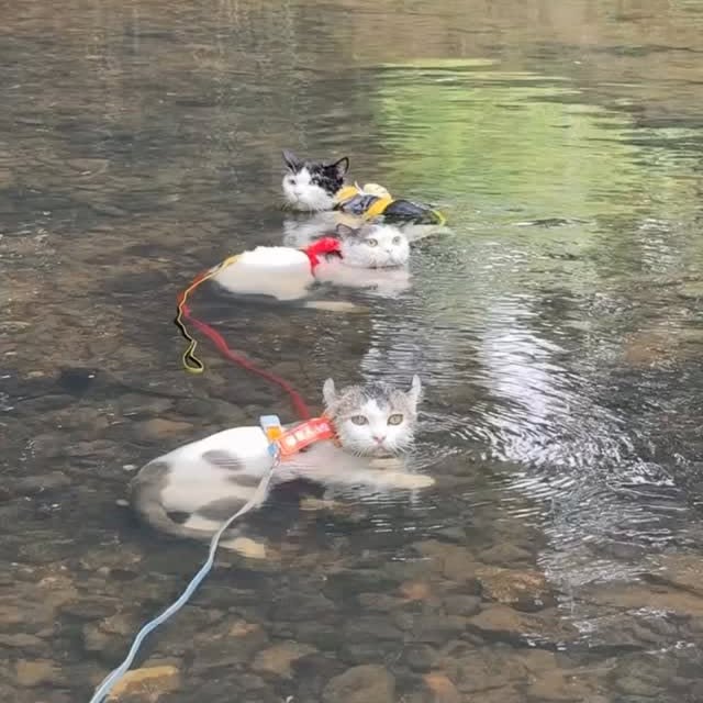  .......skittens   'recent posts' 