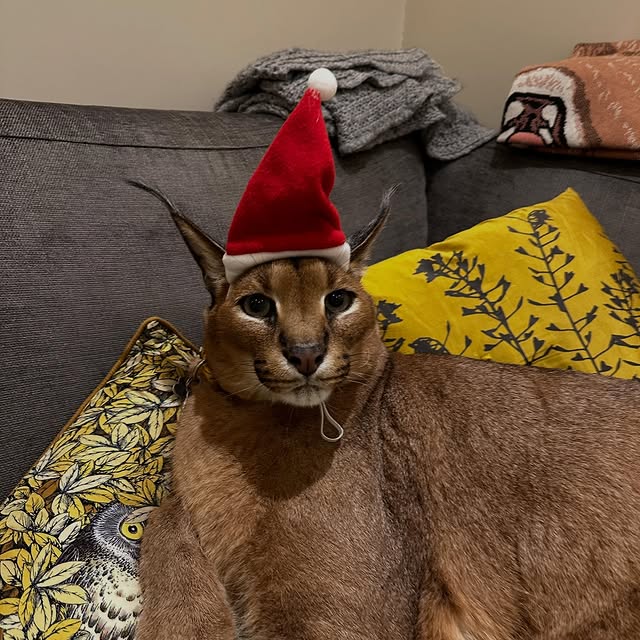  ......aracal   'recent posts' 