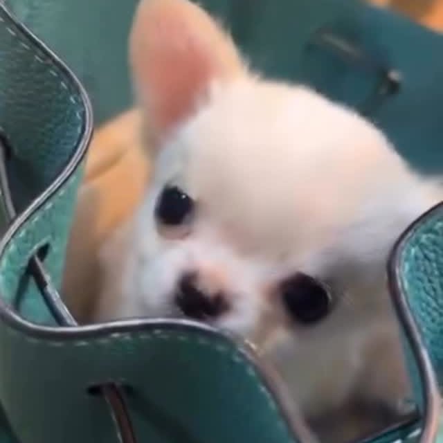  .......uapuppy   'recent posts' 