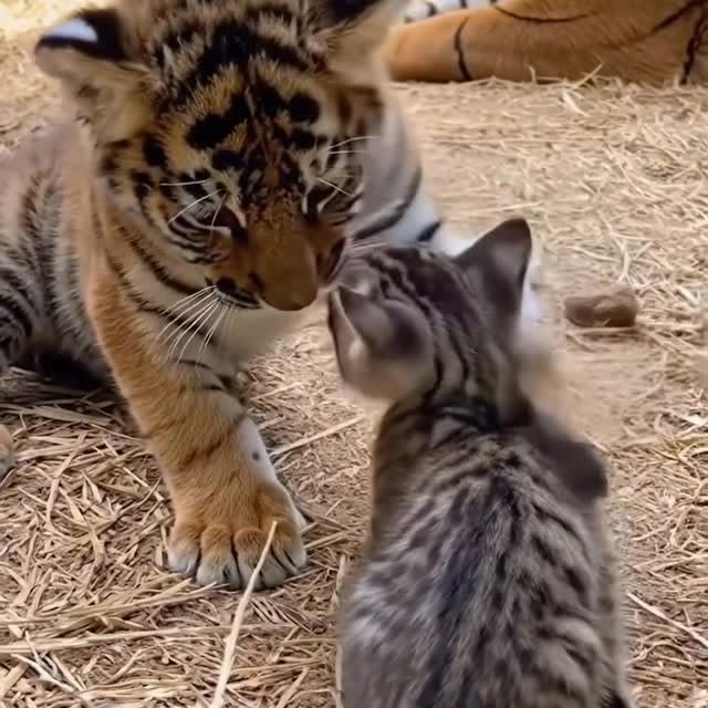  ........sweetmeow   'recent posts' 