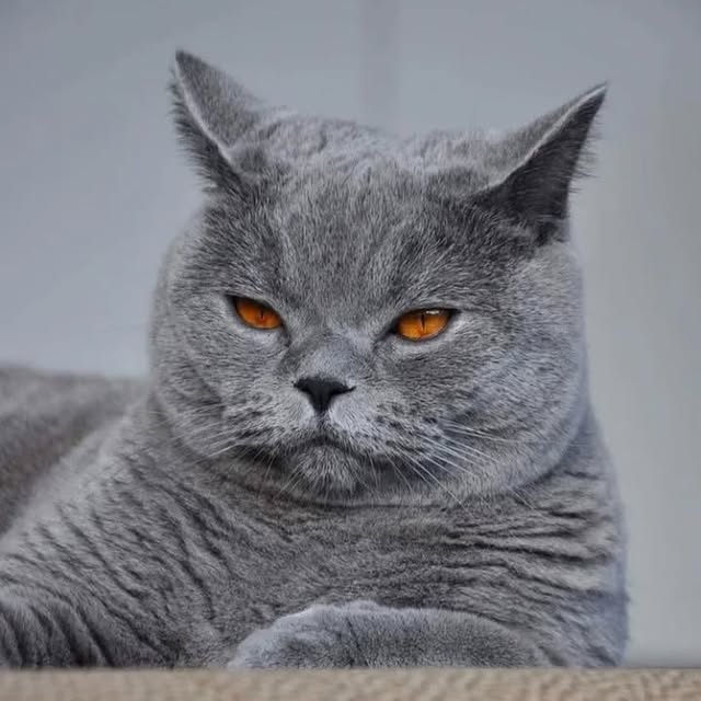  ......h.cats_   'recent posts' 