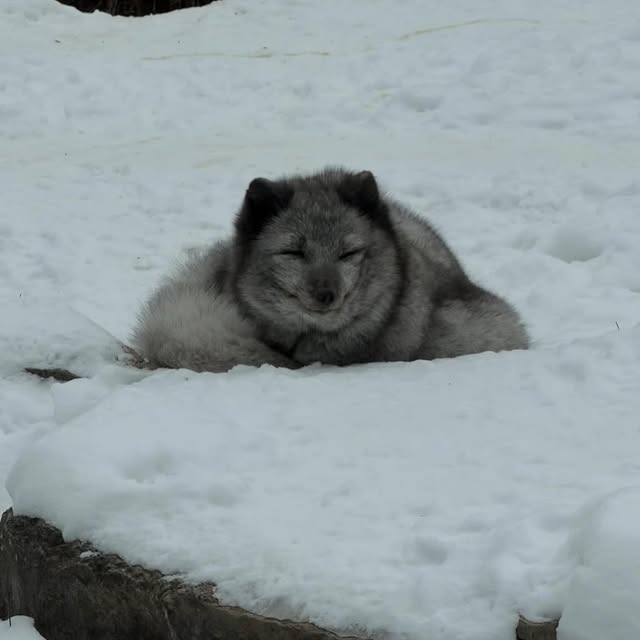  ......fehood   'recent posts' 