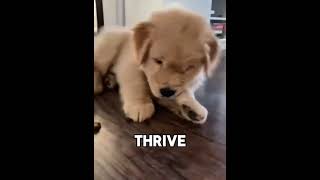  .....azify  'recent videos' 