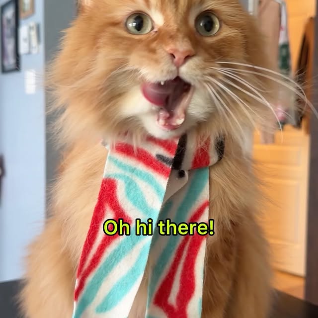  .........tofficial   'recent posts' 