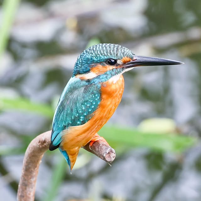  .....yland   'recent posts' 