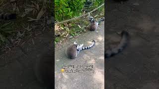  ..................ly   أحمد و نادين   'recent videos' 