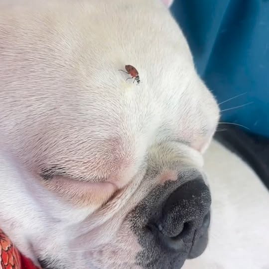  ..........ldogs_only   'recent posts' 