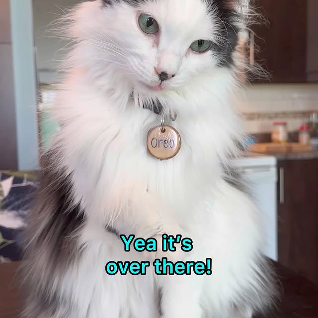  .........tofficial   'recent posts' 