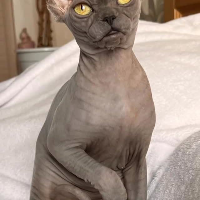  ......sphynx   'recent posts' 