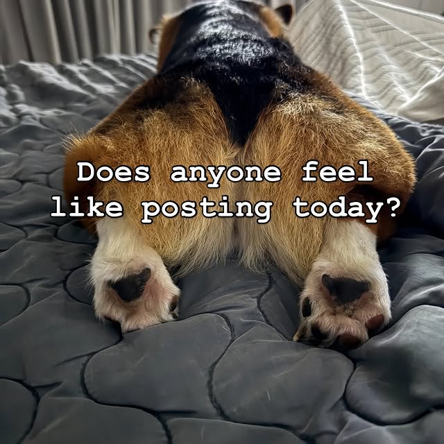  .....corgis   'recent posts' 