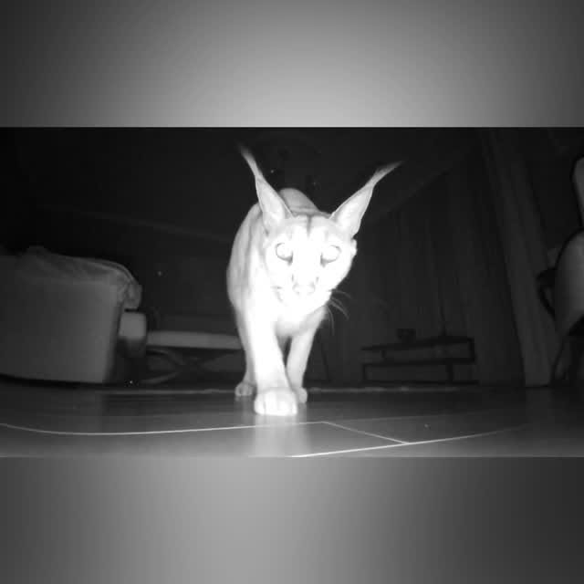  ......aracal   'recent posts' 