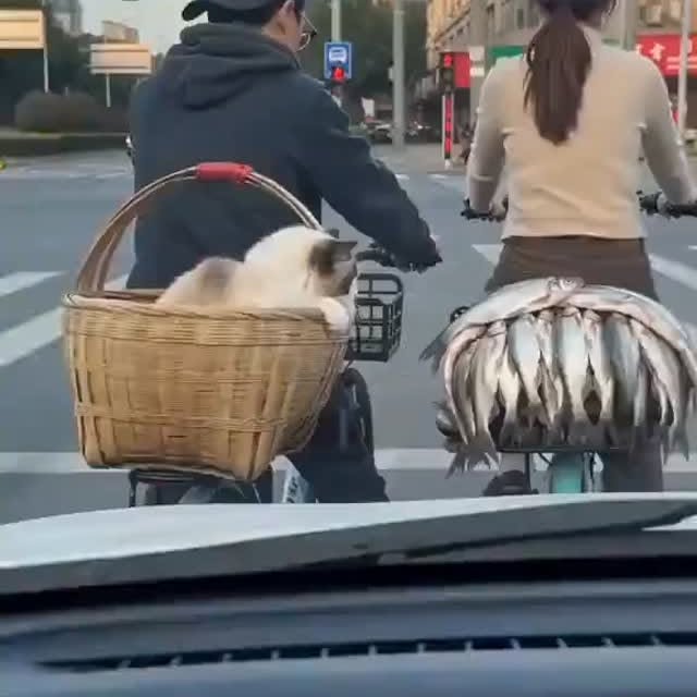  .........onanimals   'recent posts' 