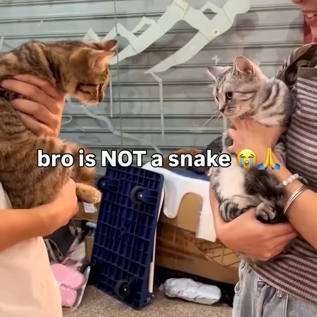  .....li9ht   'recent posts' 