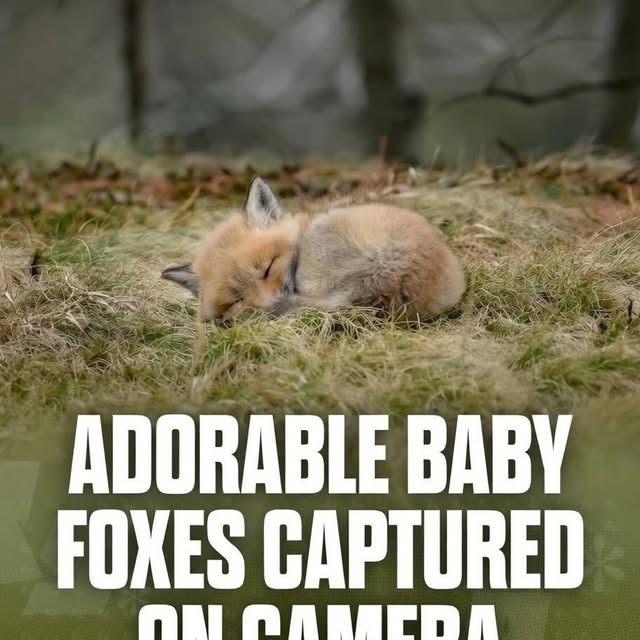  .......rfervor   'recent posts' 