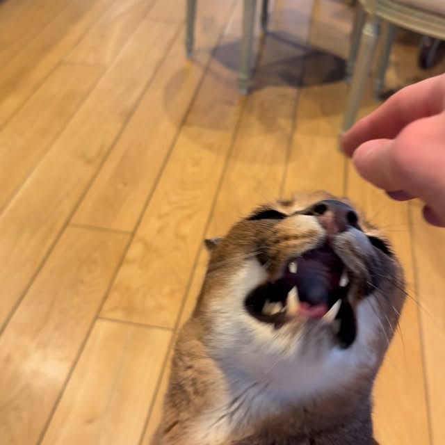  ......aracal   'recent posts' 