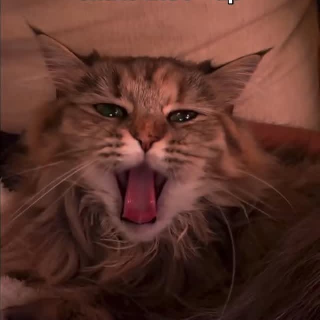  ...........irtonguesout   'recent posts' 