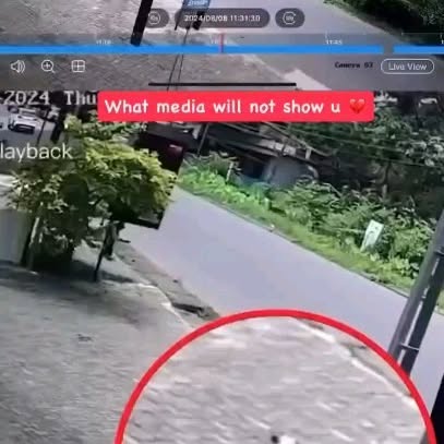  .......animals_   'recent posts' 