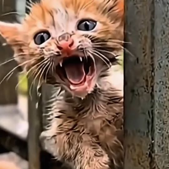  .......xplores   'recent posts' 