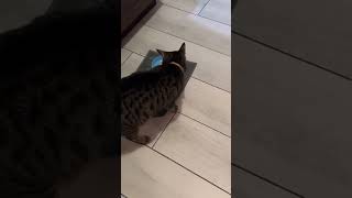  .......lyNellzy  'recent videos' 