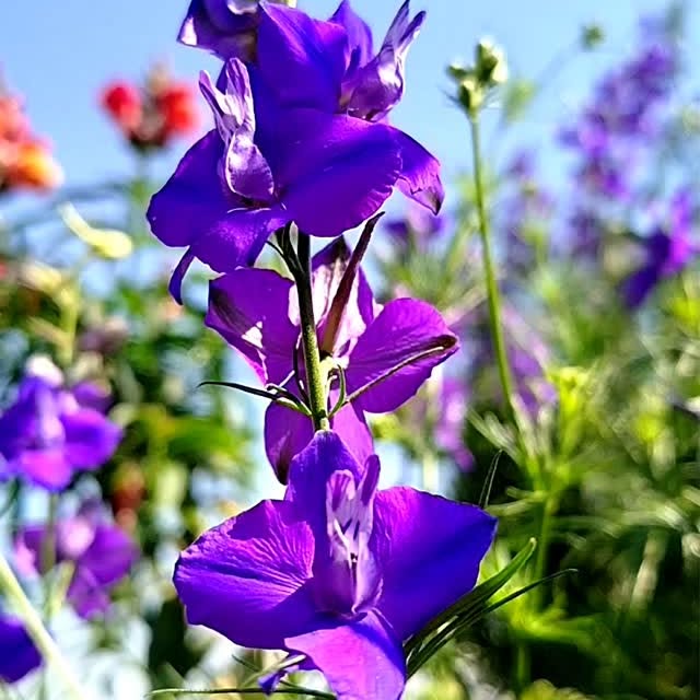  .......tealfaaz   'recent posts' 