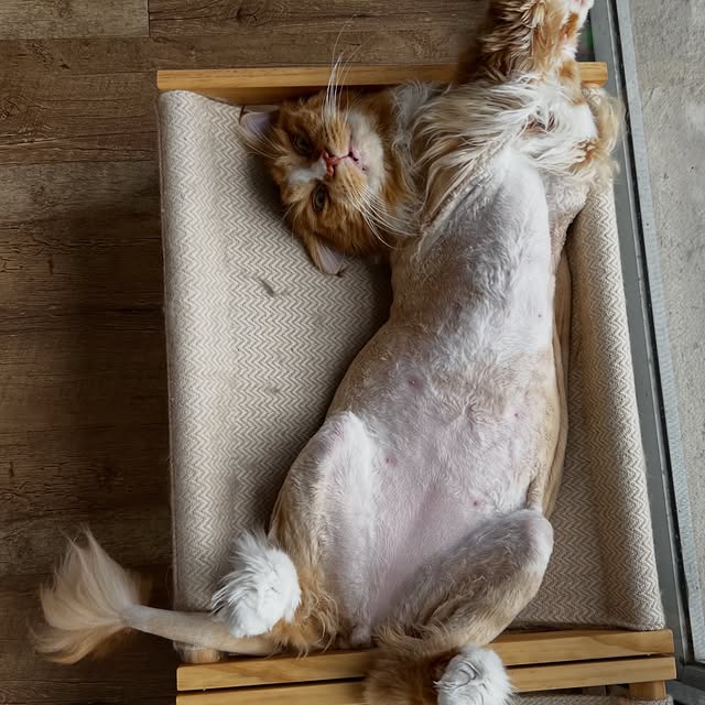  ......adamus   'recent posts' 