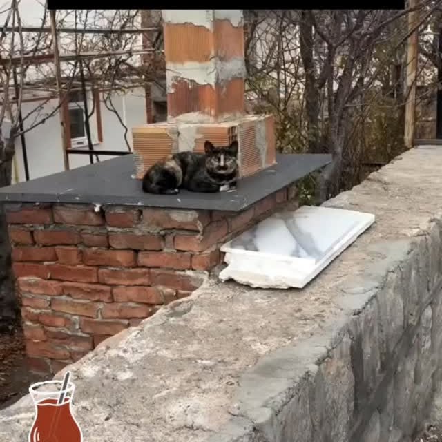  .......skittens   'recent posts' 