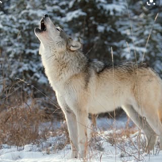 Hire ......olvess influencer with 46.7k