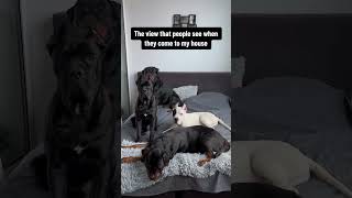  .......ler Life  'recent videos' 