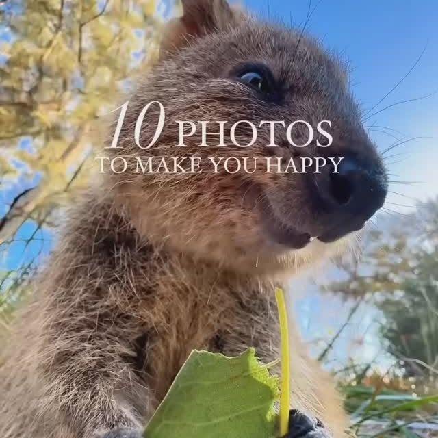  ......quokkas   'recent posts' 