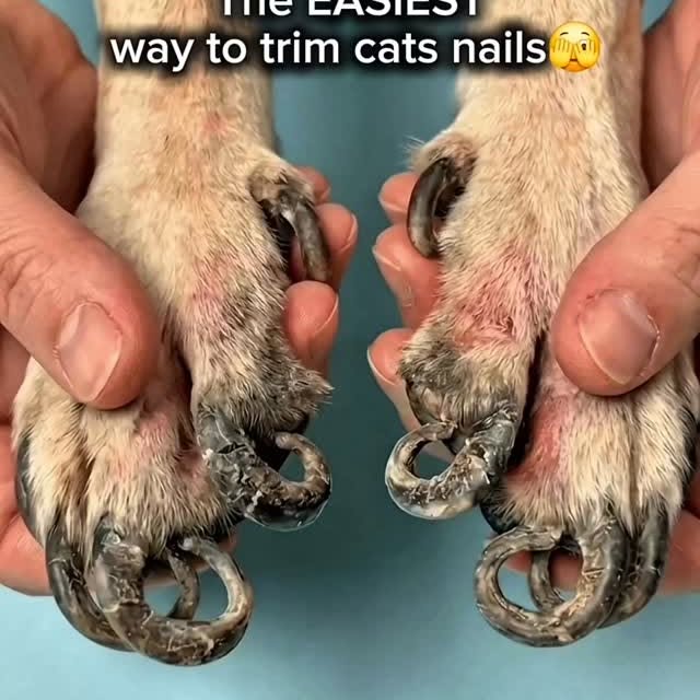  .......ats_club   'recent posts' 